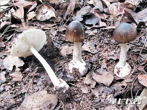 湖南5岁男童误食毒蘑菇不幸去世
